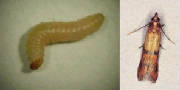 Indian Meal Moth & Larva