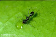 Ordorous House Ant