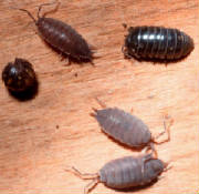 Sow & Pill Bugs