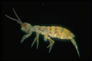Magnified Springtail