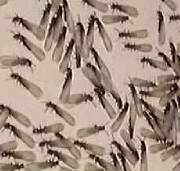 Termite Swarmers